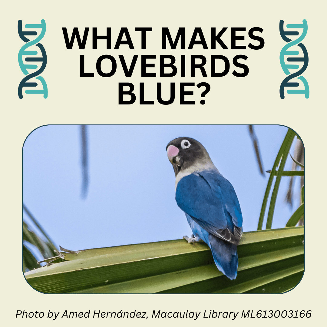 The genomic basis of parrot&nbsp;coloration